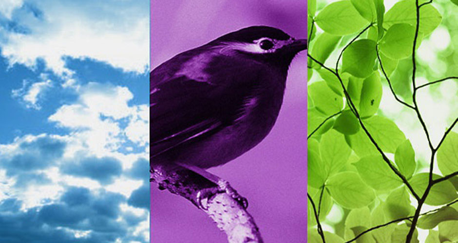 Imagem da Preocupao Ambiental